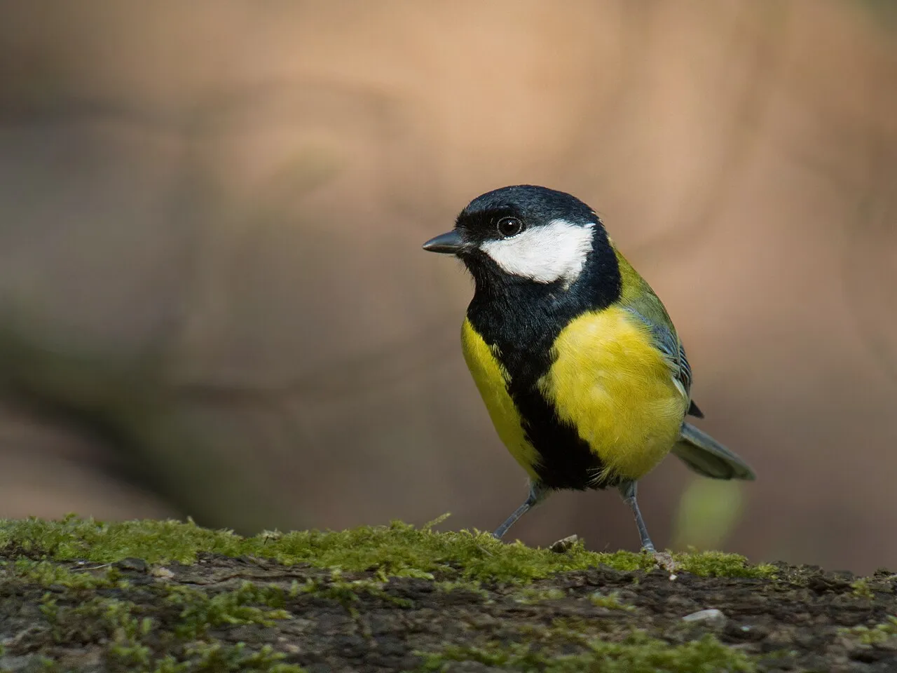 Een koolmees met gele borst, zwarte streep en witte wang op een bemoste stam