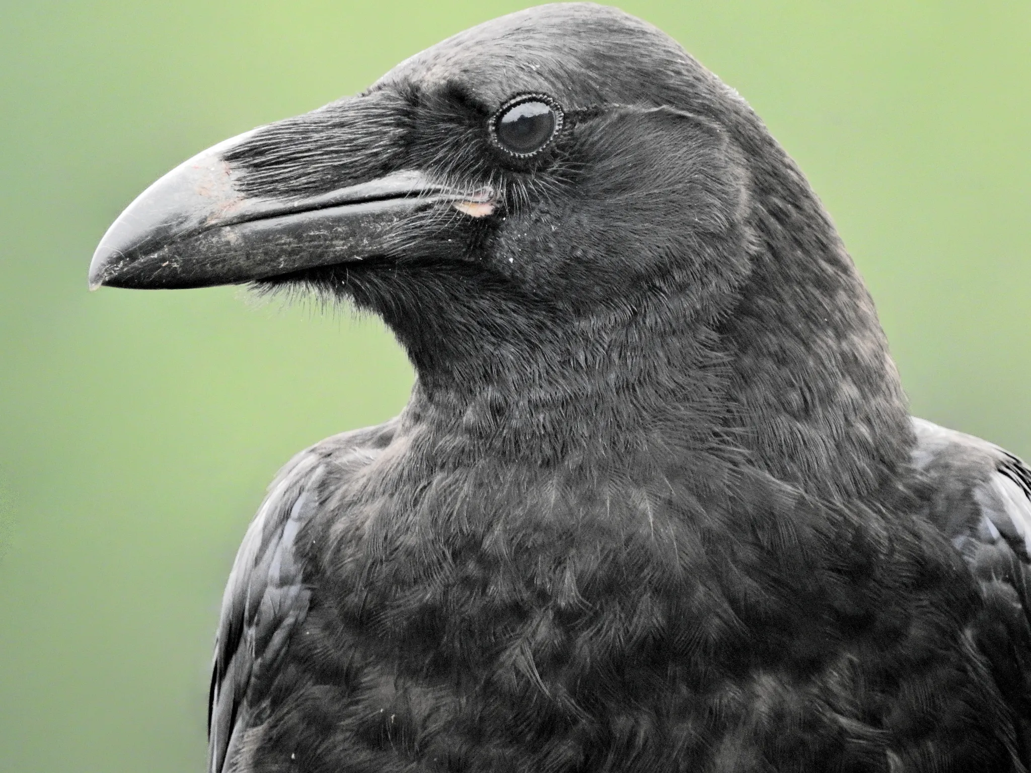 Close-up van de kop en schouders van een raaf, met de dikke zwarte snavel en glanzend zwarte veren