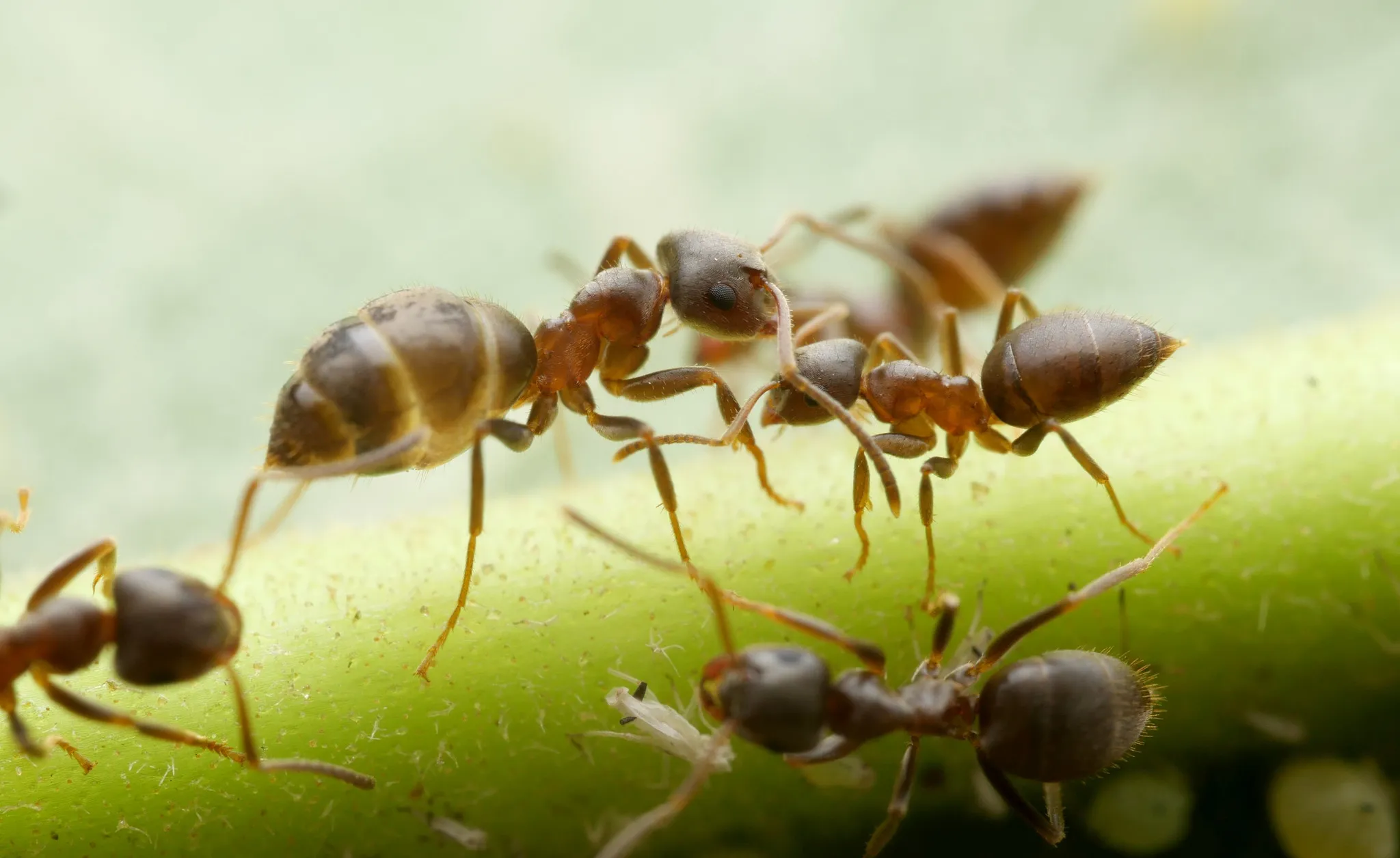 Close-up van meerdere wegmieren (Lasius niger) op een groene plantenstengel