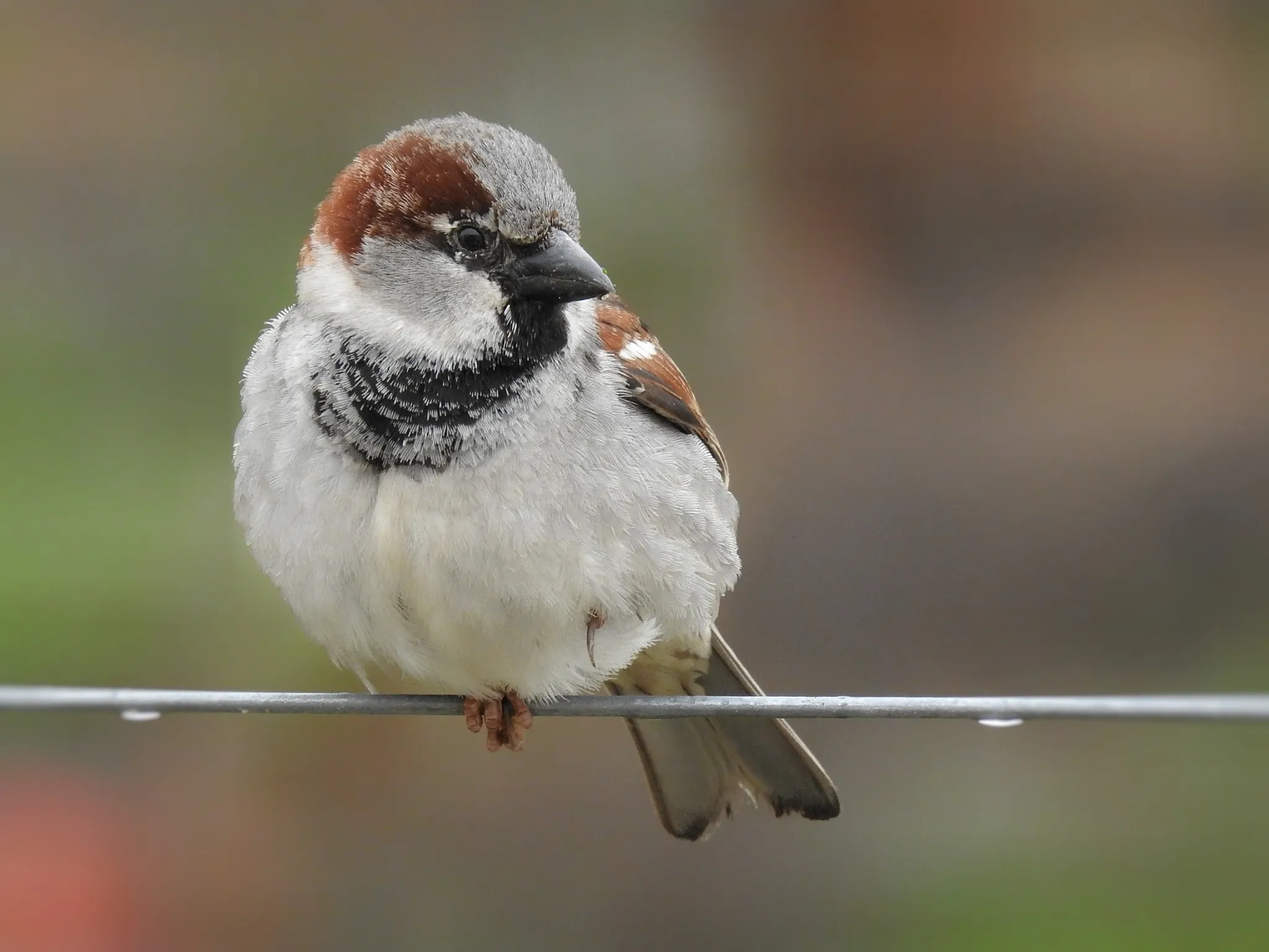 Een mannetje huismus met grijze kruin, kastanjebruine nek en zwarte bef op een draad