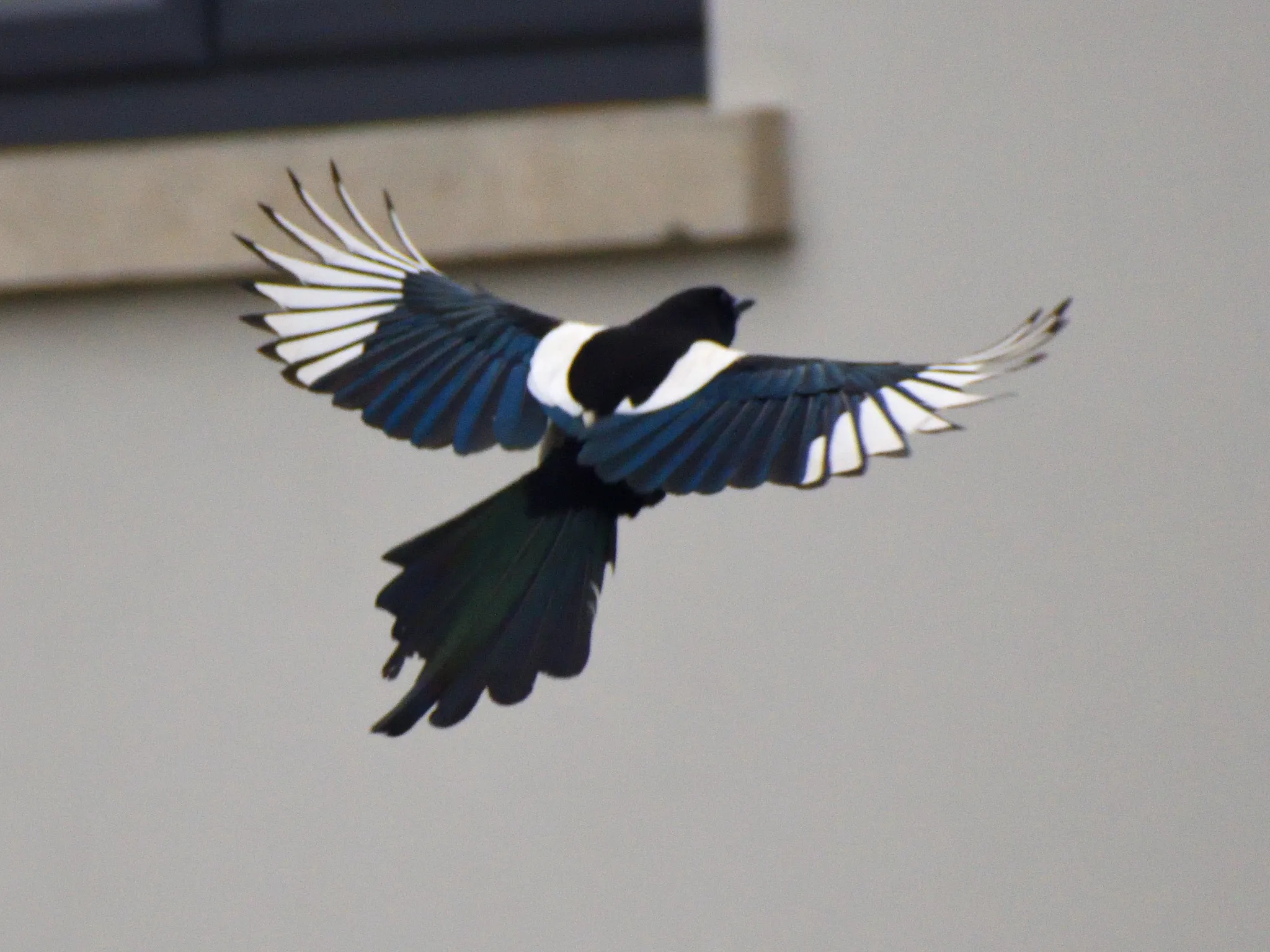 Een ekster in vlucht met zwart-wit verenkleed en lange staart