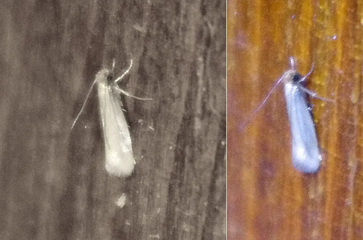 Twee kleine, lichtbeige klerenmotten op hout, met smalle, gevouwen vleugels en lange draadvormige voelsprieten